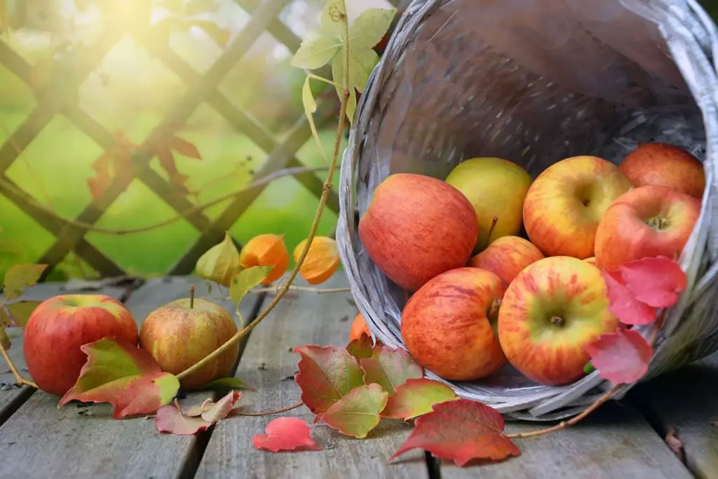 The galactose in the apples plays a vital role in detoxification
