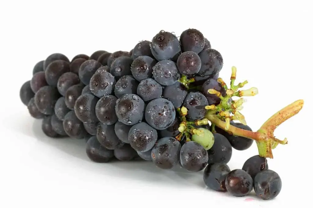 Grapes help greatly in eliminating impurities in the liver, intestines and stomach and increasing blood circulation.