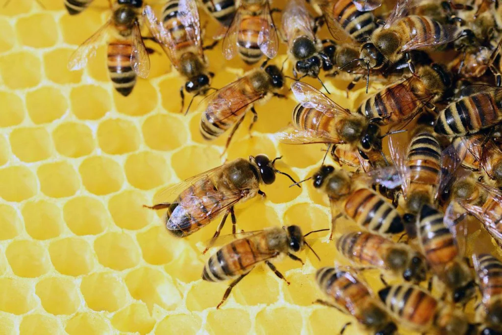 Top 10 detoxification methods and cleansing foods 13 Since ancient times, honey has been used as a good product for beautification and detoxification