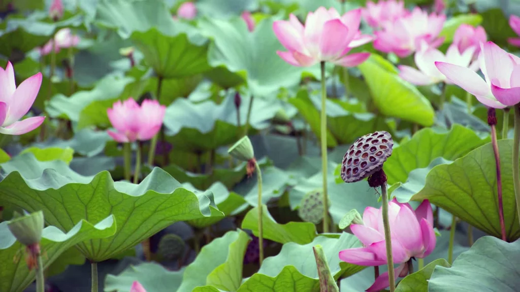 Lotus Root Nutrition, Benefits, And Precautions 1 Lotus flowers and leaves