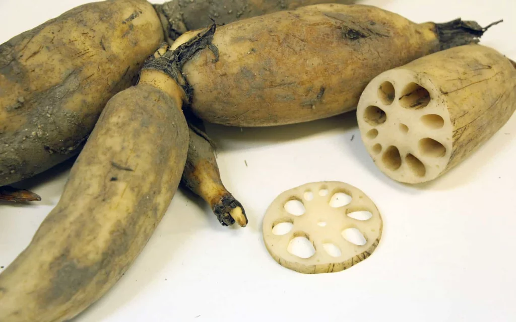Lotus Root Nutrition, Benefits, And Precautions 2 Lotus roots