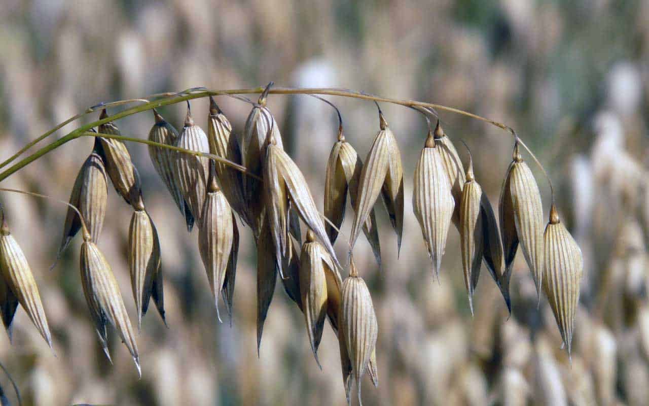 Oat plant