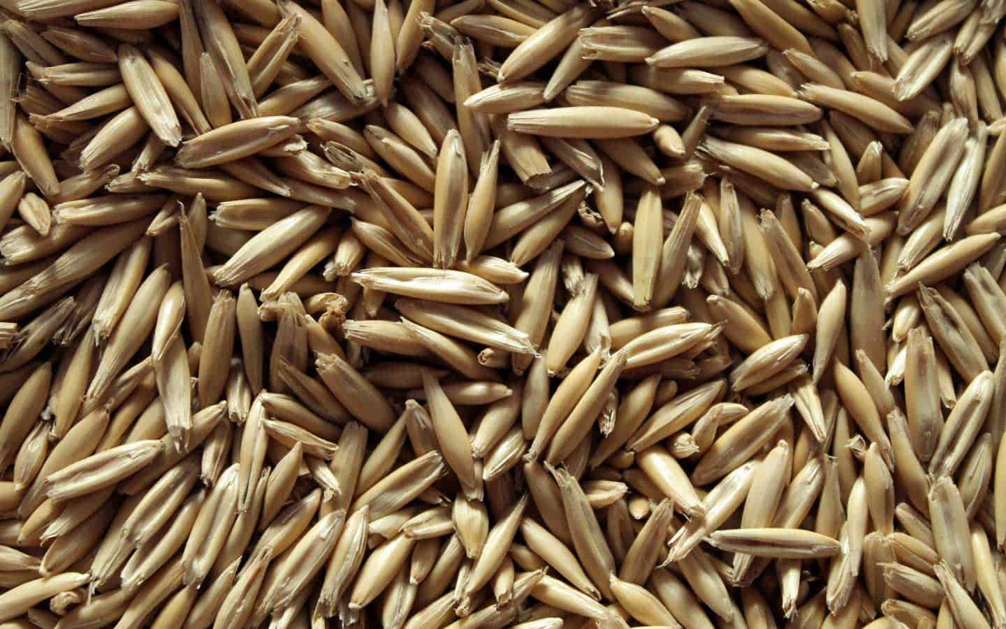 Oat seeds