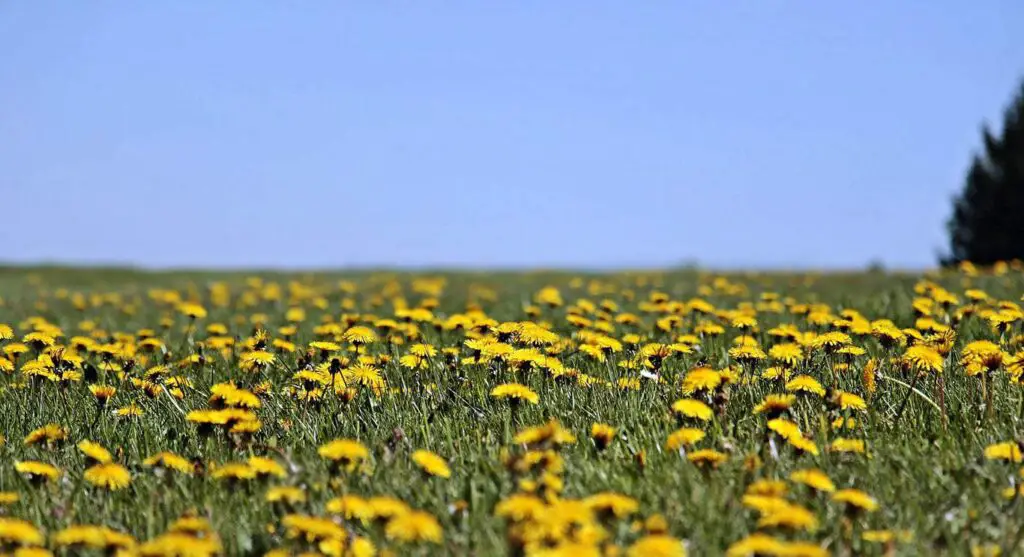 Dandelion is natural appetite stimulant for elderly