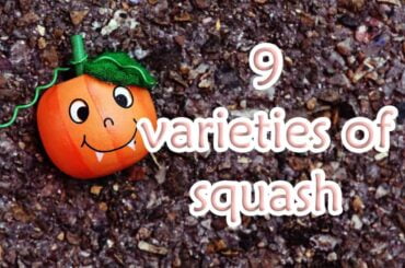 9 varieties of squash and their various uses