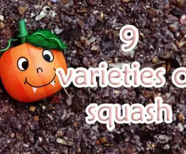 9 varieties of squash and their various uses