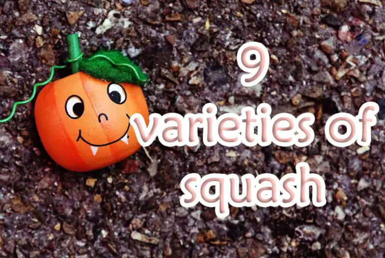 9 varieties of squash and their various uses