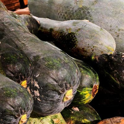 The buffalo leg squash is named because it has a shape like a buffalo leg.