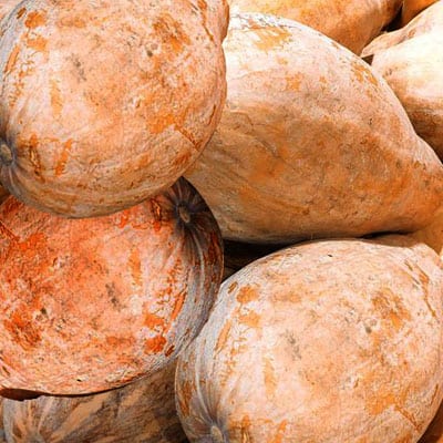 Chinese honey pumpkin is one of the most common varieties of pumpkins that we recognised.