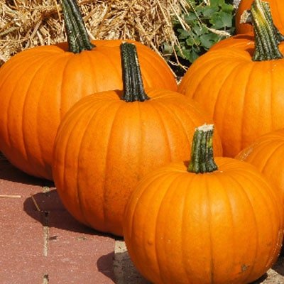 The golden squash is also called the red pumpkin.