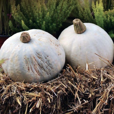 Green Chestnut Squash is known in China as Yili Chestnut Squash