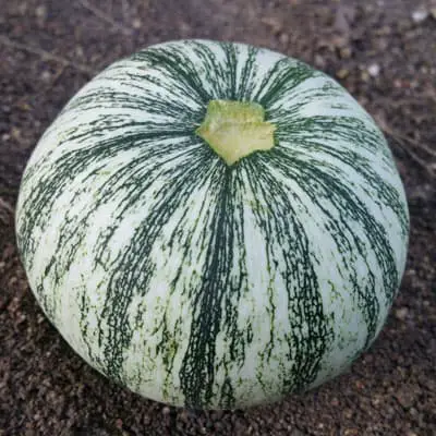 The Japanese squash is the "net red" pumpkin that has been popular for the past two years
