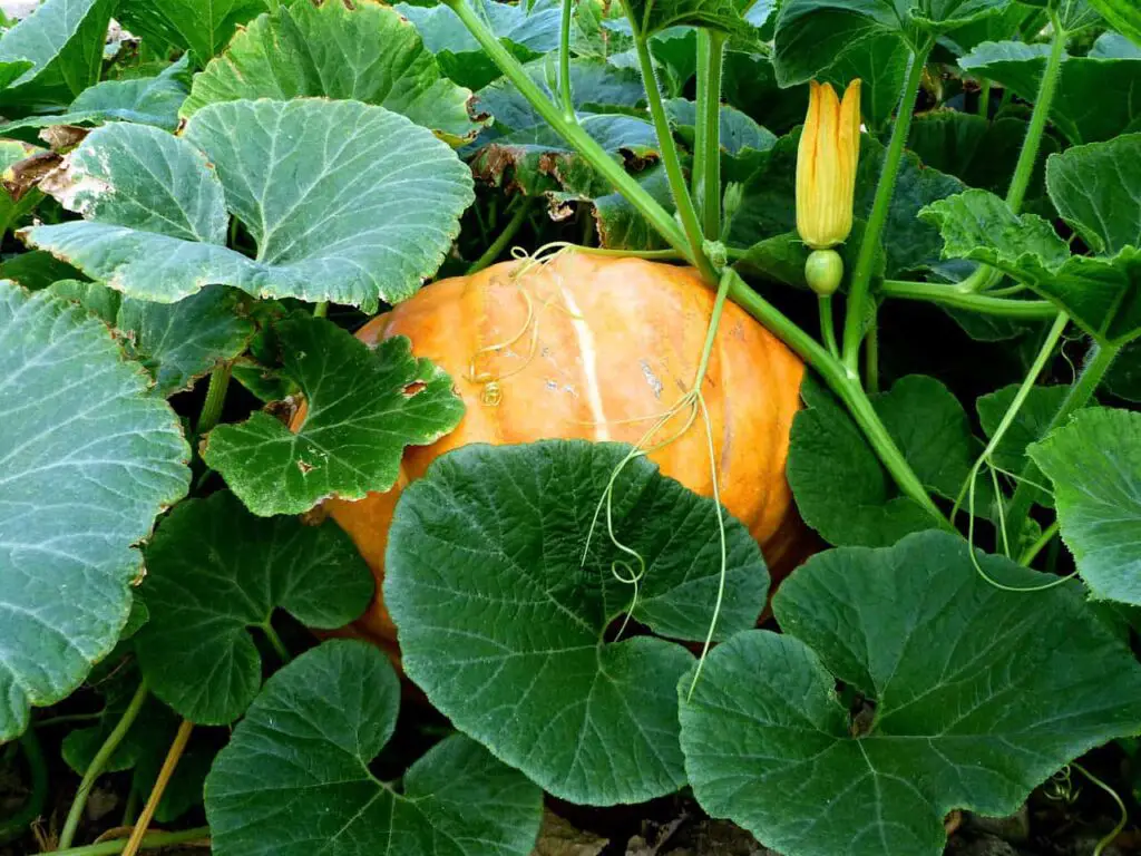 Pumpkin leaves