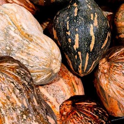 Taro squash is also a squash variety that has only emerged in the market in recent years.