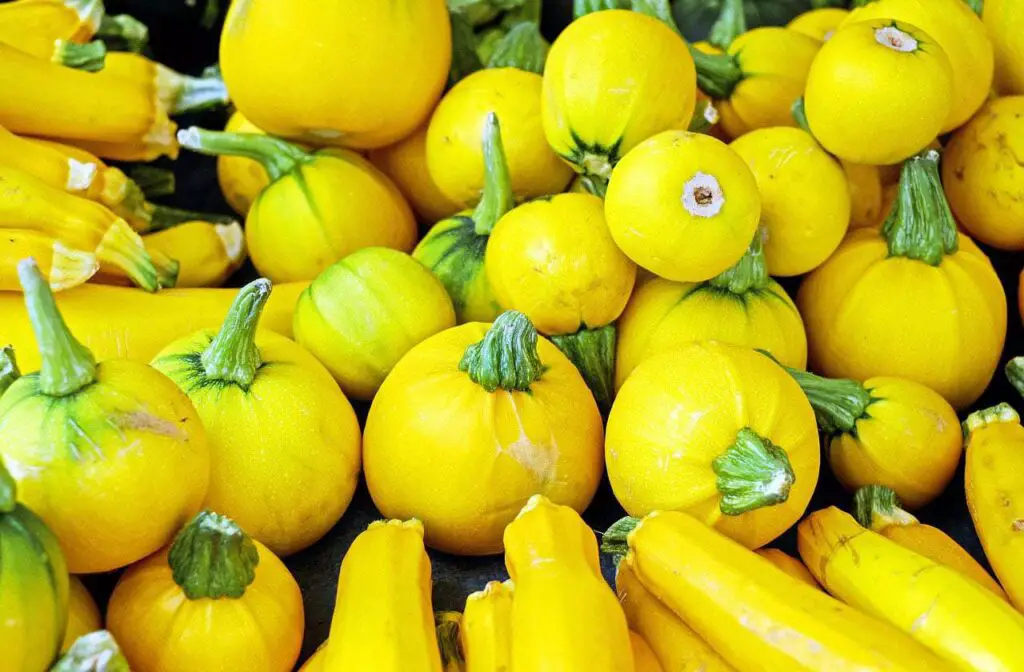 Zucchini whether straight neck or curved neck are considered summer pumpkins.