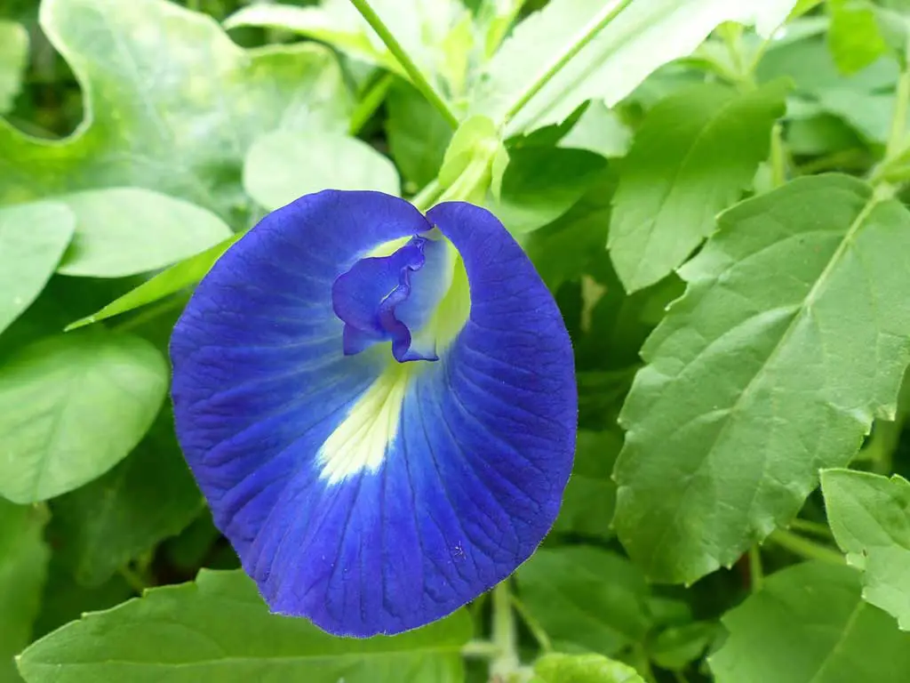 Butterfly Peas Can Use To Cleanse Wounds On The Body 3