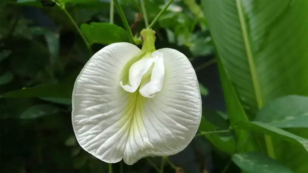 Butterfly Peas Can Use To Cleanse Wounds On The Body 2