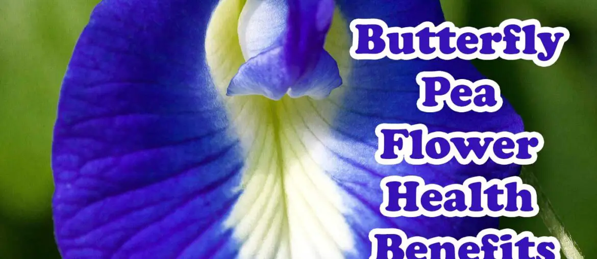 The butterfly pea is a valuable plant that has been used in medicine to treat many ailments. Even though society does not know it today, according to the ancient doctors, the butterfly pea is a great medicine that cures many diseases.