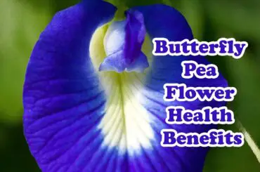 The butterfly pea is a valuable plant that has been used in medicine to treat many ailments. Even though society does not know it today, according to the ancient doctors, the butterfly pea is a great medicine that cures many diseases.