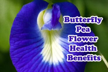 The butterfly pea is a valuable plant that has been used in medicine to treat many ailments. Even though society does not know it today, according to the ancient doctors, the butterfly pea is a great medicine that cures many diseases.