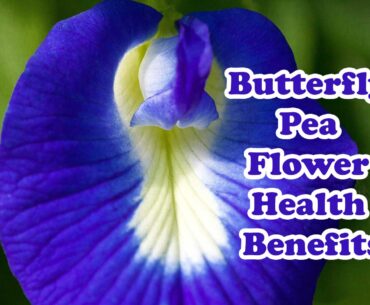 The butterfly pea is a valuable plant that has been used in medicine to treat many ailments. Even though society does not know it today, according to the ancient doctors, the butterfly pea is a great medicine that cures many diseases.