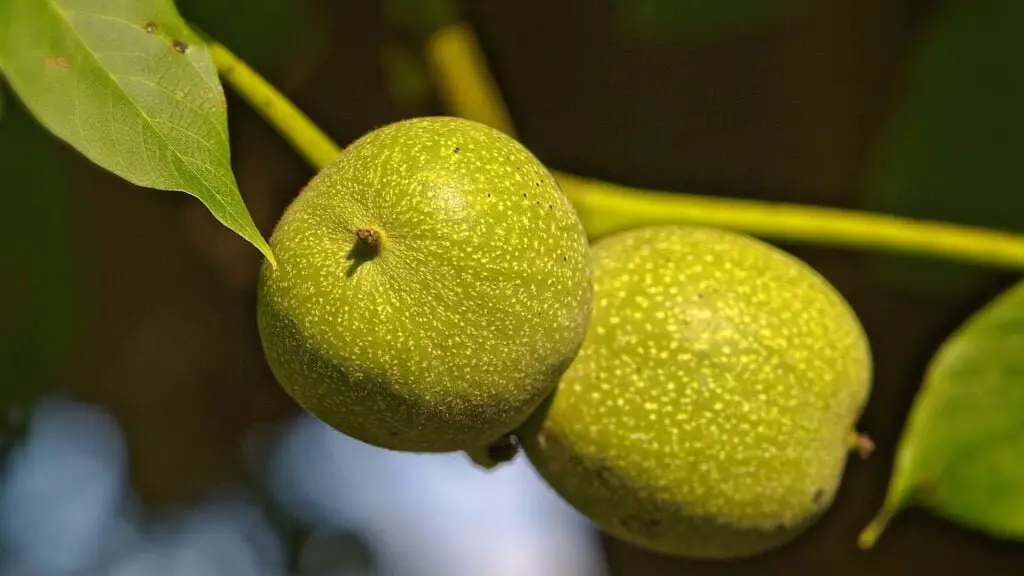 When eating raw walnuts, many people will feel bitter.