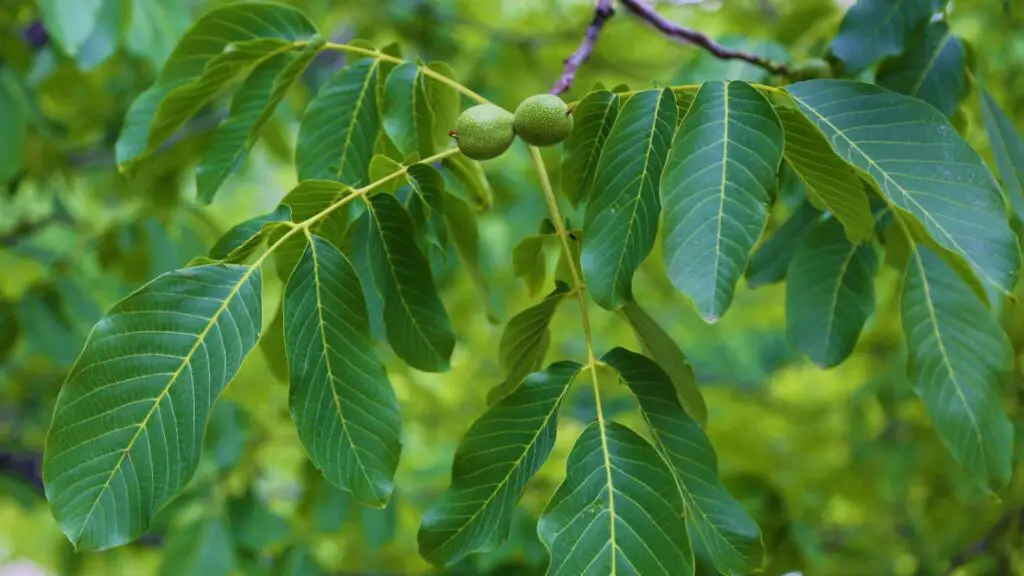 Walnut grows on walnut trees. Those usually grow in late August and early September each year. The growing fruit is covered with a layer of green skin.