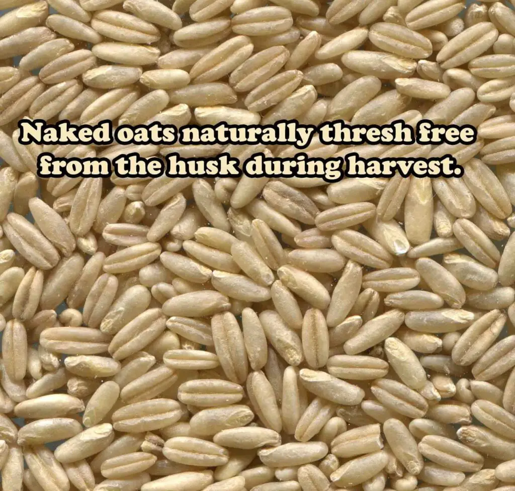 naked oats