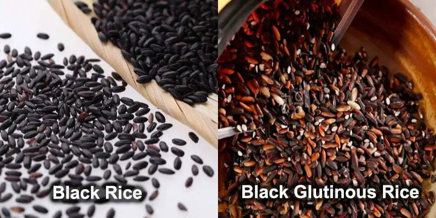 Black Rice and Black Glutinous Rice