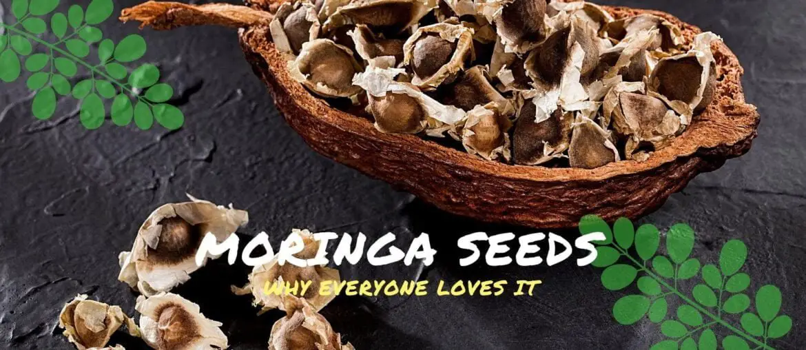 Moringa Seeds health benefits