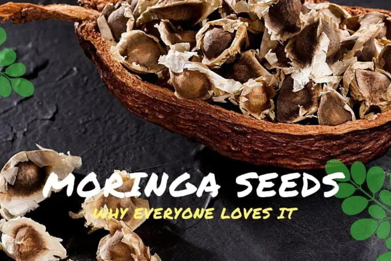 Moringa Seeds health benefits