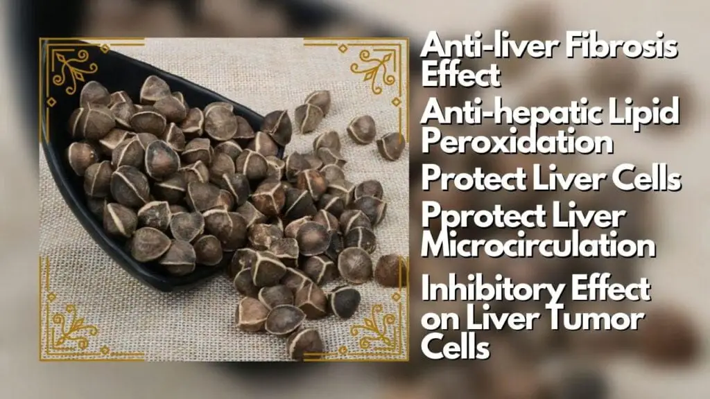 Moringa seeds protect the liver