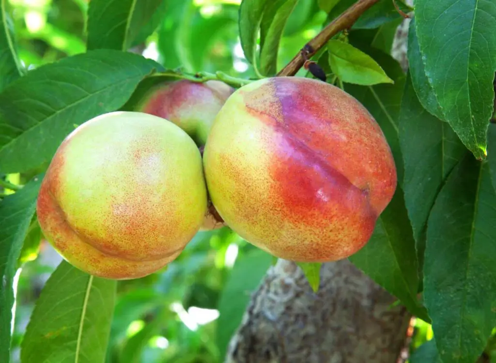 Nectarine plant