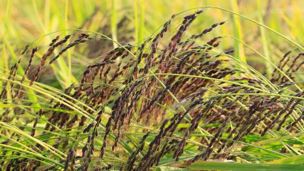 Black rice tree