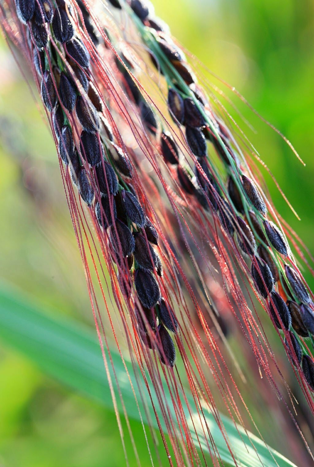 Black rice tree