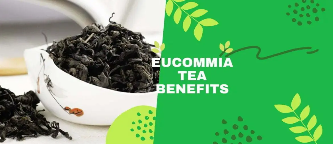 Eucommia tea benefits
