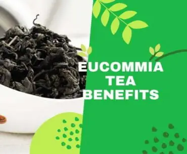 Eucommia tea benefits