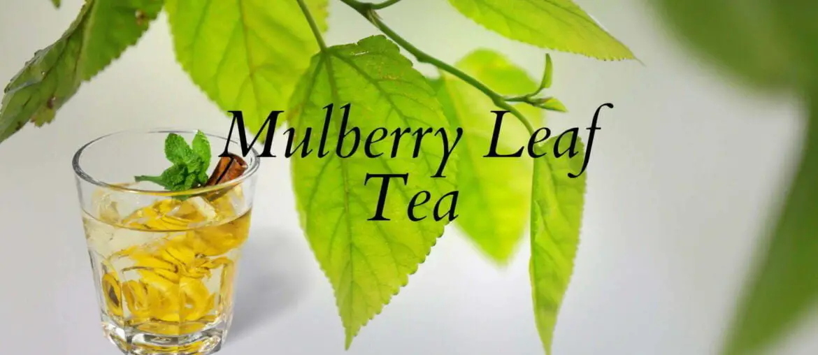 Mulberry Leaf Tea Benefits