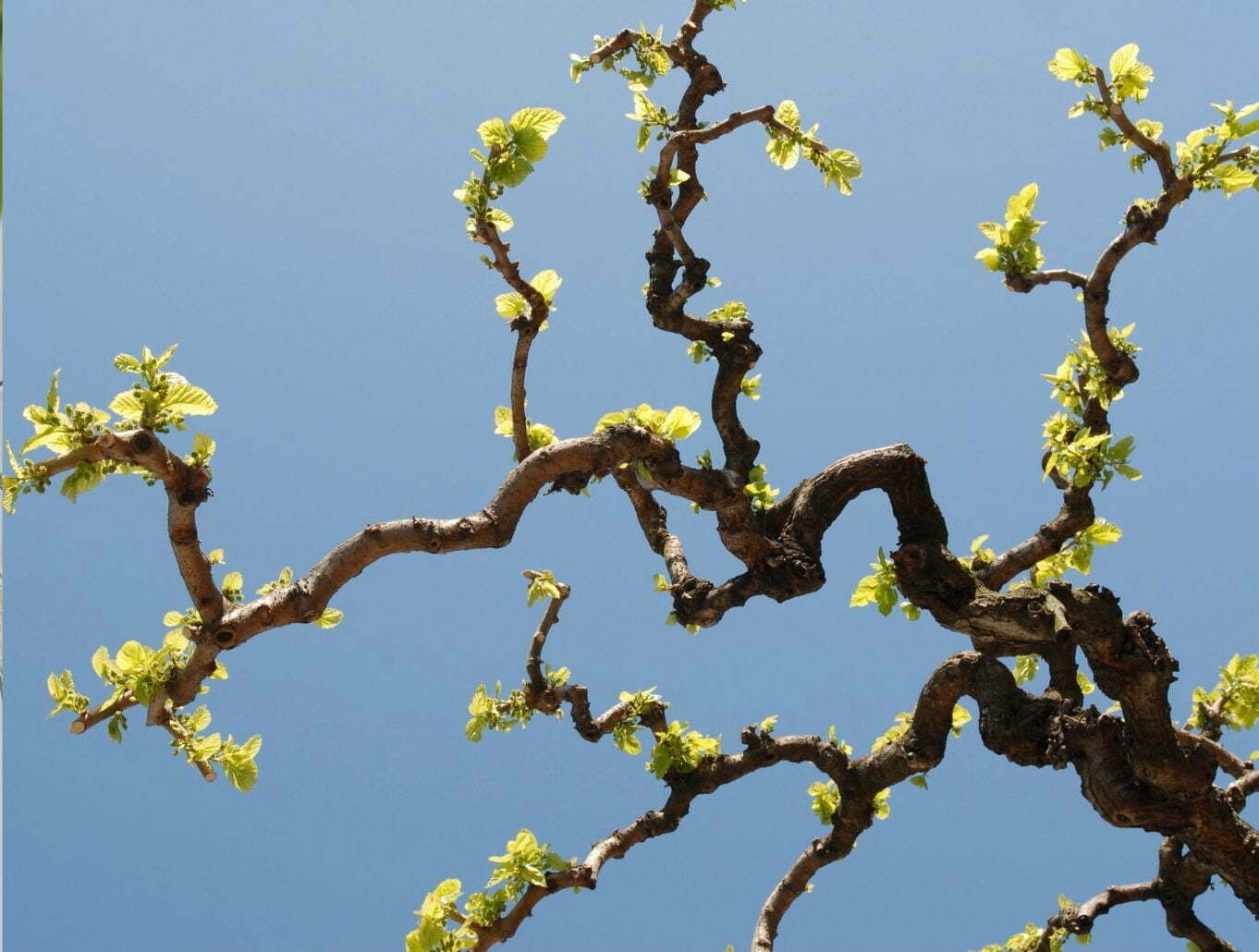 mulberry tree after winter