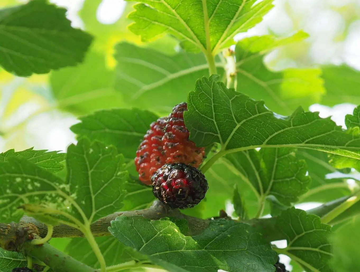 Mulberry and leaf