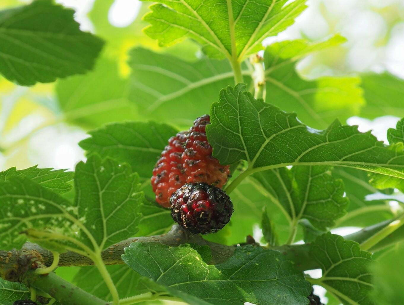 Mulberry Leaf Tea Benefits, Uses, and Precautions 1 Mulberry and leaf