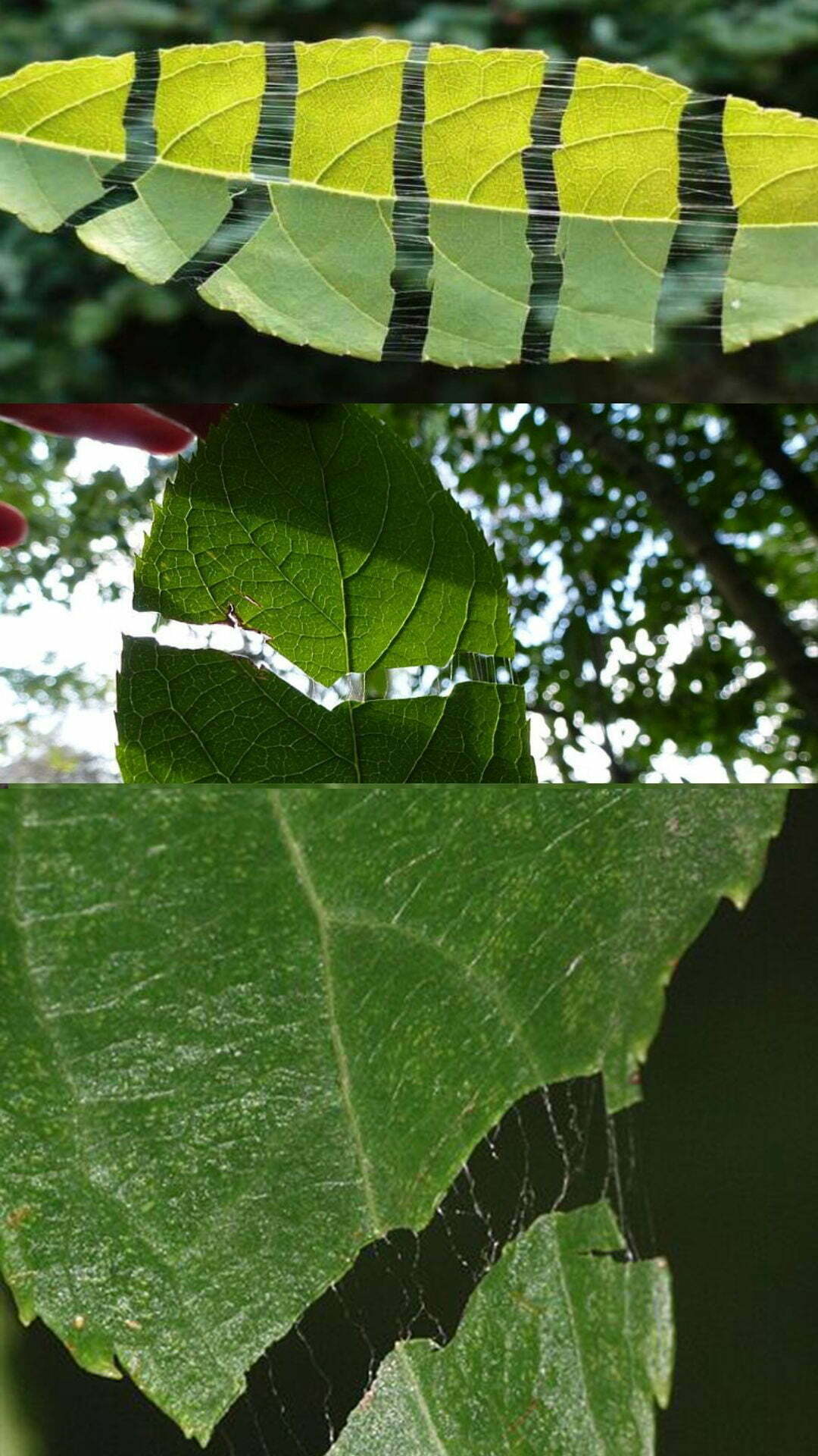 White silk of eucommia leaves