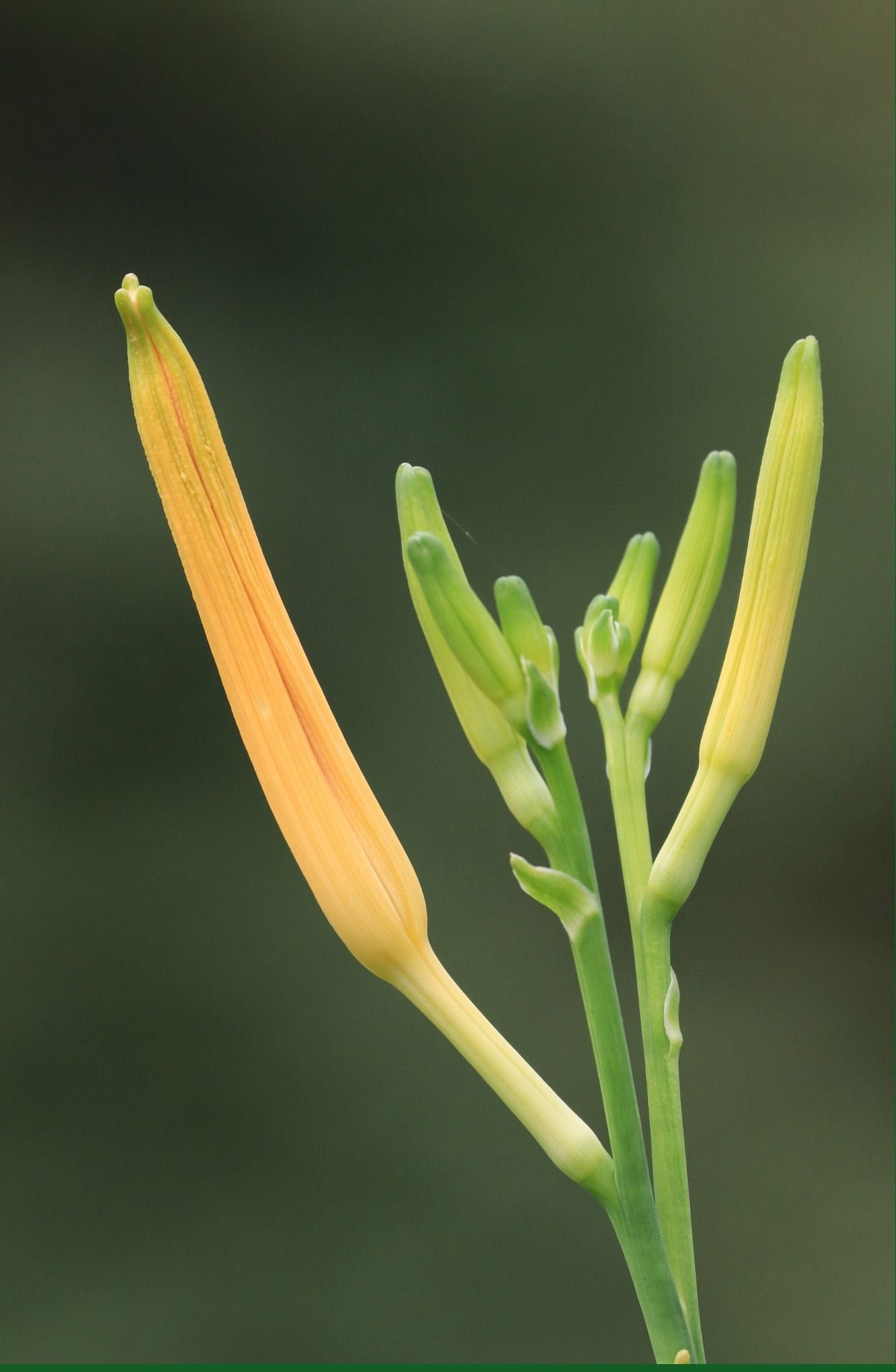 Daylily buds on tree