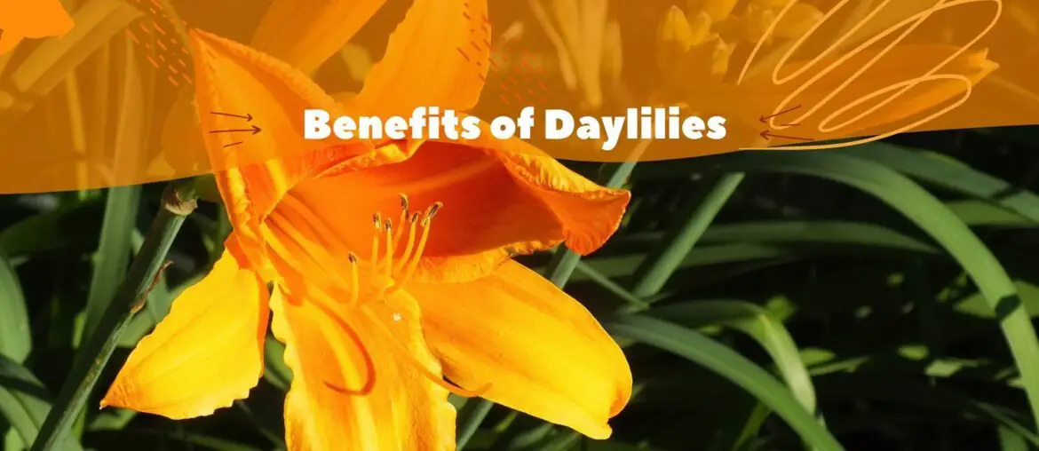 Daylily Health Benefits