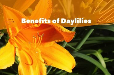 Daylily Health Benefits