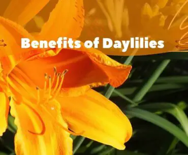 Daylily Health Benefits