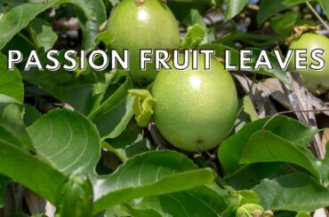 Passion fruit leaves benefits