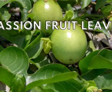 Passion fruit leaves benefits