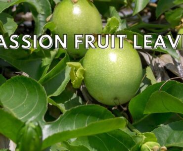 Passion fruit leaves benefits