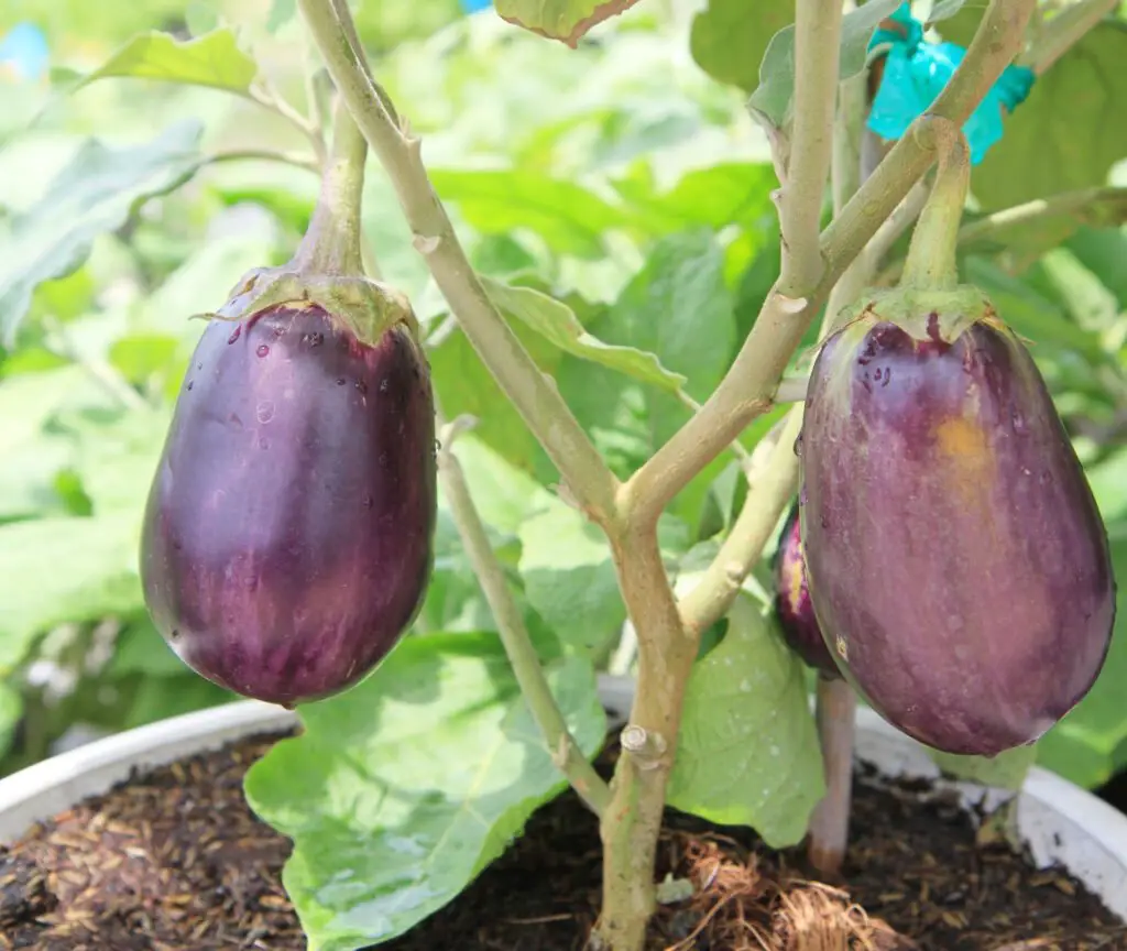Purple eggplant tree